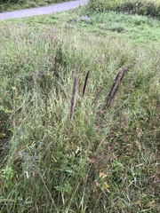 Hordeum brevisubulatum