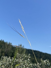 Hesperostipa curtiseta