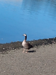 Anser anser × Branta canadensis