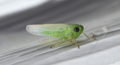 Chlorotettix viridius