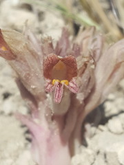 Aphyllon corymbosum corymbosum