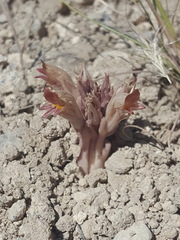 Aphyllon corymbosum corymbosum