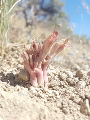 Aphyllon corymbosum corymbosum