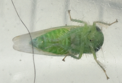Chlorotettix viridius