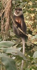 Cercopithecus erythrogaster