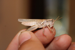 Melanoplus packardii