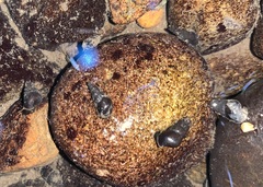 Juga plicifera