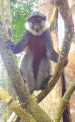 Cercopithecus erythrogaster erythrogaster