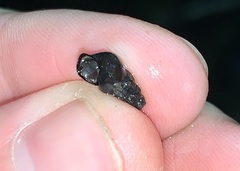 Juga plicifera