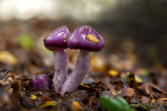 Cortinarius magellanicus