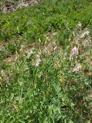 Hedysarum occidentale