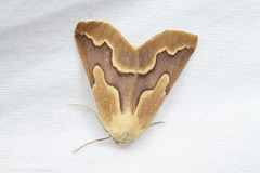 Sabulodes edwardsata