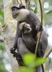 Cercopithecus erythrogaster erythrogaster