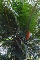 Cycas circinalis