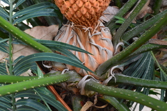 Cycas circinalis