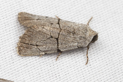 Sympistis greyi