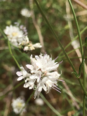 Cephalaria joppensis