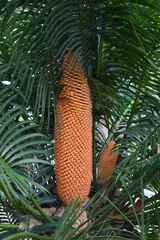Cycas circinalis