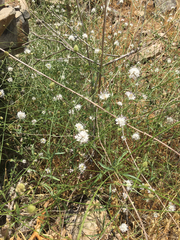 Cephalaria joppensis