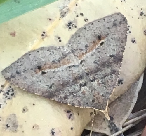 Dodonaea Moth