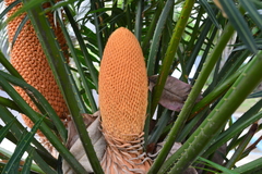 Cycas circinalis