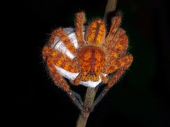 Sparassidae