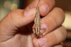 Melanoplus packardii