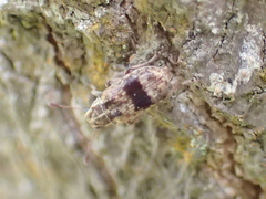 Cacephatus