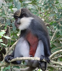 Cercopithecus erythrogaster