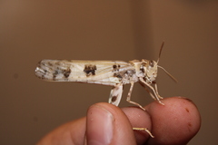 Dissosteira spurcata