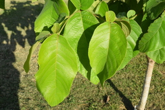 Cordia sulcata