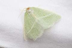 Chlorosea banksaria