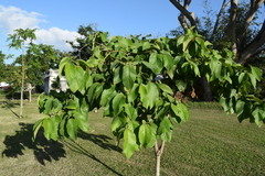 Cordia sulcata