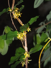 Toxocarpus wightianus