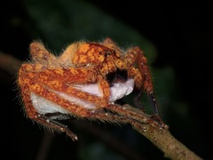 Sparassidae