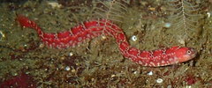 Pholis clemensi