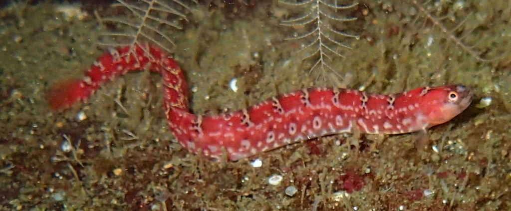Longfin Gunnel