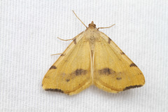 Macaria occiduaria
