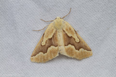 Sabulodes edwardsata