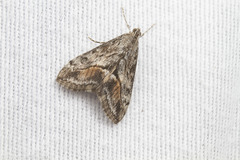 Evergestis subterminalis