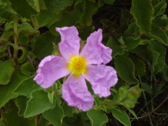 Cistus creticus eriocephalus