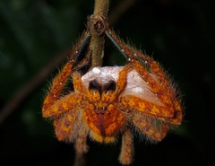 Sparassidae