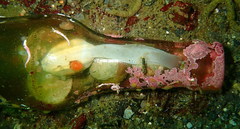 Kellia laperousii
