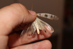 Dissosteira spurcata