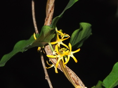 Toxocarpus wightianus