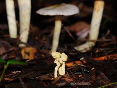 Cordyceps cranstounii