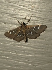 Diathrausta harlequinalis