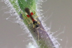 Tupiocoris californicus
