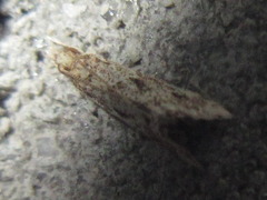 Microchilo inexpectellus