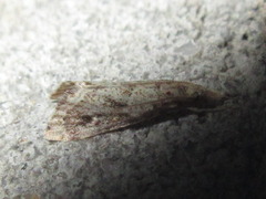 Microchilo inexpectellus